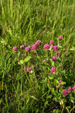 Trifolium pratense. Vahşi Kırmızı Yılan Çayırı. Çiçek açan koyu pembe çiçekler. Kapat. Trifolium pratense, kırmızı yonca, Wisconsin 'de yaygın bir kır çiçeği, Wisconsin yolunda çiçek açıyor.
