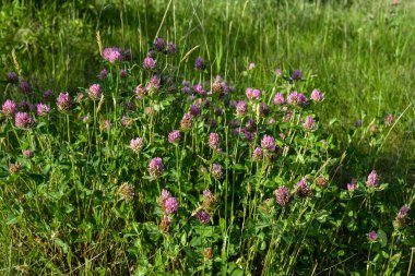 Trifolium pratense. Vahşi Kırmızı Yılan Çayırı. Çiçek açan koyu pembe çiçekler. Kapat. Trifolium pratense, kırmızı yonca, Wisconsin 'de yaygın bir kır çiçeği, Wisconsin yolunda çiçek açıyor.