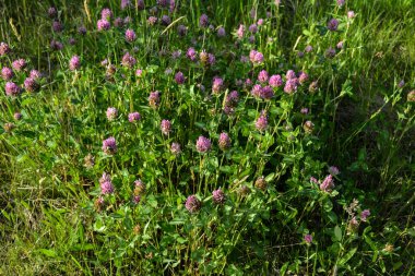 Trifolium pratense. Vahşi Kırmızı Yılan Çayırı. Çiçek açan koyu pembe çiçekler. Kapat. Trifolium pratense, kırmızı yonca, Wisconsin 'de yaygın bir kır çiçeği, Wisconsin yolunda çiçek açıyor.