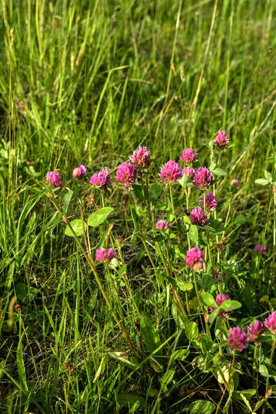 Trifolium pratense. Wild Red Clover meadow. Blooming dark pink flowers. Close up.Trifolium pratense, the red clover, common wisconsin wildflower, blooming along a wisconsin road