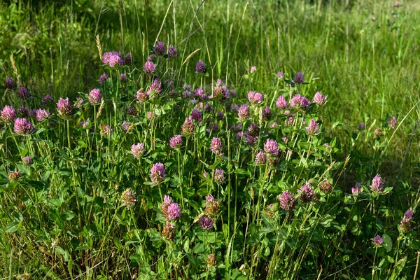 Trifolium pratense. Wild Red Clover meadow. Blooming dark pink flowers. Close up.Trifolium pratense, the red clover, common wisconsin wildflower, blooming along a wisconsin road