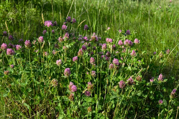 Trifolium Pratense Dzika Łąka Czerwonej Koniczyny Kwitnące Ciemnoróżowe Kwiaty Zamknij — Zdjęcie stockowe