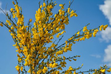 Cytisus Scoparius 'un çiçek açan sarı çiçekleri, yaygın süpürge ya da İskoç süpürgesi, Syn' in dalını kapatın. Sarothamnus Scoparius. Nisan ayında çiçek açan süpürge, Cytisus scoparius.