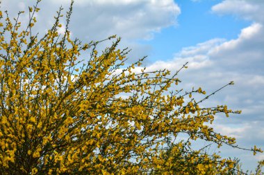 Cytisus Scoparius 'un çiçek açan sarı çiçekleri, yaygın süpürge ya da İskoç süpürgesi, Syn' in dalını kapatın. Sarothamnus Scoparius. Nisan ayında çiçek açan süpürge, Cytisus scoparius.