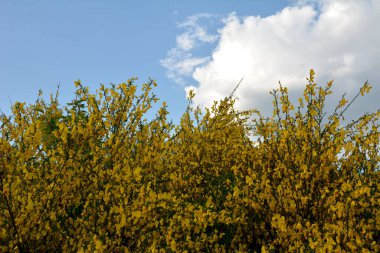 Cytisus Scoparius 'un çiçek açan sarı çiçekleri, yaygın süpürge ya da İskoç süpürgesi, Syn' in dalını kapatın. Sarothamnus Scoparius. Nisan ayında çiçek açan süpürge, Cytisus scoparius.