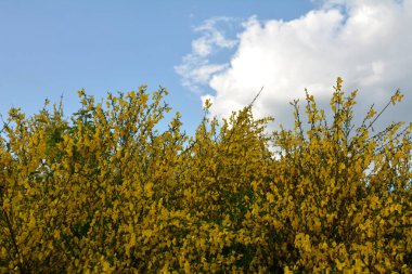 Cytisus Scoparius 'un çiçek açan sarı çiçekleri, yaygın süpürge ya da İskoç süpürgesi, Syn' in dalını kapatın. Sarothamnus Scoparius. Nisan ayında çiçek açan süpürge, Cytisus scoparius.