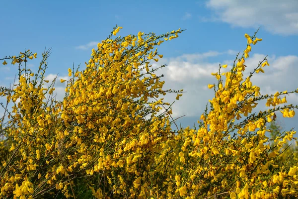 Закрываем Ветку Цветущих Желтых Цветков Cytisus Scoparius Обыкновенного Веника Шотландского — стоковое фото