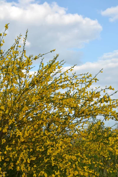 Detailní Záběr Větve Kvetoucích Žlutých Květů Cytisus Scoparius Obyčejného Koštěte — Stock fotografie