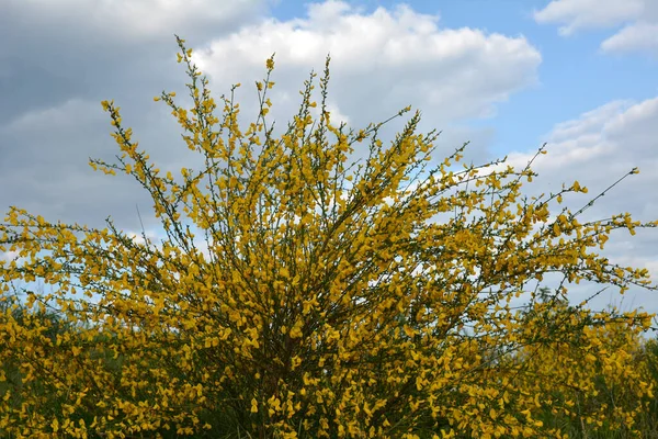 Nahaufnahme Des Zweiges Der Blühenden Gelben Blüten Von Cytisus Scoparius — Stockfoto