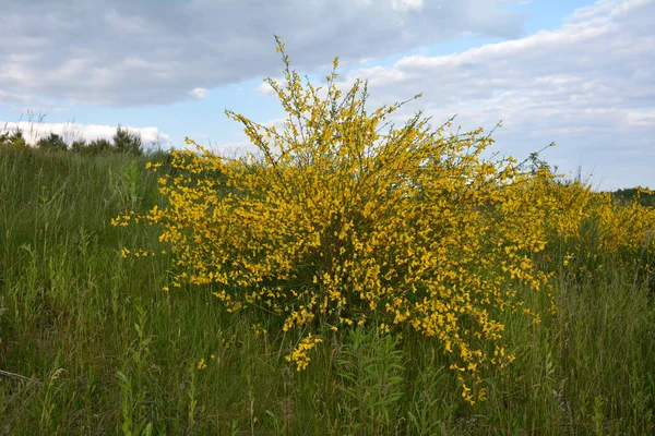 Cytisus Scoparius 'un çiçek açan sarı çiçekleri, yaygın süpürge ya da İskoç süpürgesi, Syn' in dalını kapatın. Sarothamnus Scoparius. Nisan ayında çiçek açan süpürge, Cytisus scoparius.