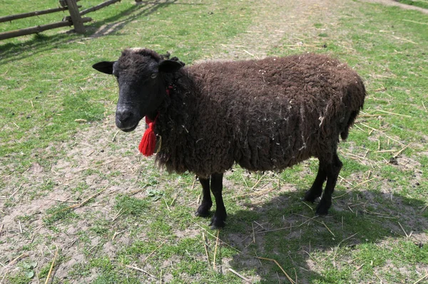 Les Moutons Noirs Regardant Dans Cadre Portrait Agneau Adulte Milieu — Photo
