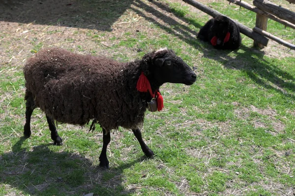 the black sheep looking in the frame. portrait of adult lamb amid the straw. even-toed ungulate mammal.A black sheep running across green grass.