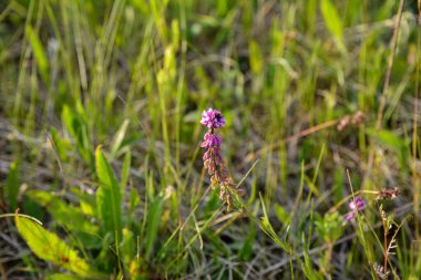 Polygala vulgaris, Polygalaceae familyasından uzun ömürlü bir bitki türü. Polygala vulgaris subsp. oxyptera, Polygalaceae. Yazın vahşi bitki vuruşu..