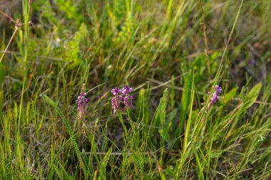 Polygala vulgaris, Polygalaceae familyasından uzun ömürlü bir bitki türü. Polygala vulgaris subsp. oxyptera, Polygalaceae. Yazın vahşi bitki vuruşu..