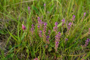 Polygala vulgaris, Polygalaceae familyasından uzun ömürlü bir bitki türü. Polygala vulgaris subsp. oxyptera, Polygalaceae. Yazın vahşi bitki vuruşu..