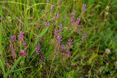 Polygala vulgaris, Polygalaceae familyasından uzun ömürlü bir bitki türü. Polygala vulgaris subsp. oxyptera, Polygalaceae. Yazın vahşi bitki vuruşu..