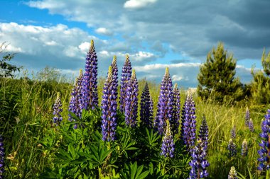 Yazın mor çiçek açan lupinlerle (lupinus) güzel bir manzara. Lupinus, çimenlerde mavi çiçek..