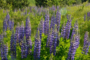 Yazın mor çiçek açan lupinlerle (lupinus) güzel bir manzara. Lupinus, çimenlerde mavi çiçek..