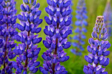 Yazın mor çiçek açan lupinlerle (lupinus) güzel bir manzara. Lupinus, çimenlerde mavi çiçek..