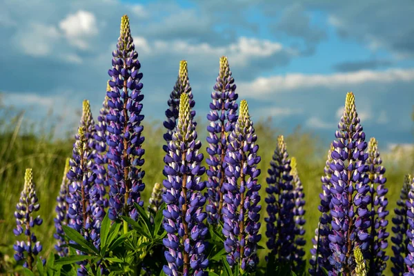 Ландшафт Фиолетово Цветущими Волчанками Lupinus Летом — стоковое фото