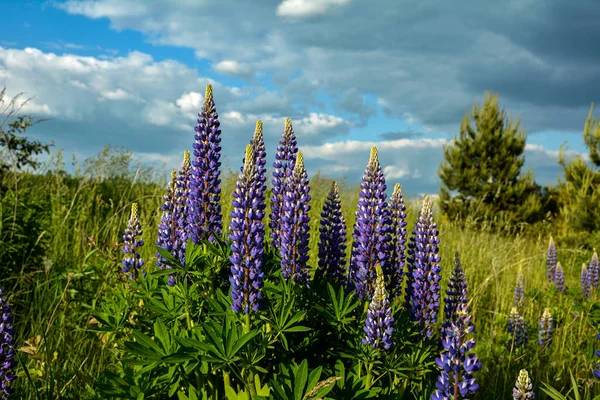 Vackert Landskap Med Lila Blommande Lupiner Lupinus Sommaren Lupinus Blå — Stockfoto
