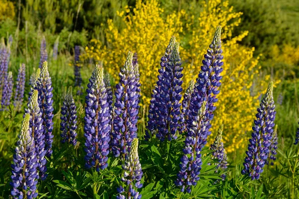 Yazın mor çiçek açan lupinlerle (lupinus) güzel bir manzara. Lupinus, çimenlerde mavi çiçek..