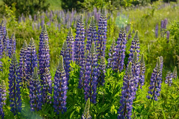 Hermoso Paisaje Con Altramuces Floración Púrpura Lupinus Verano Lupinus Flor — Foto de Stock
