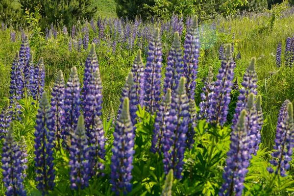 Beautiful Landscape Purple Blooming Lupins Lupinus Summer Lupinus Blue Flower — Stock Photo, Image