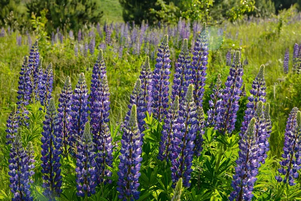 Bela Paisagem Com Lupins Floridos Roxos Lupinus Verão Lupinus Flor — Fotografia de Stock
