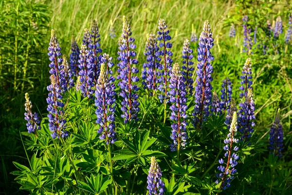 Schöne Landschaft Mit Lila Blühenden Lupinen Lupinus Sommer Lupinus Blaue — Stockfoto