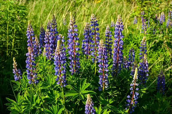 Krásná Krajina Purpurově Kvetoucími Vlčíky Lupinus Létě Lupinus Modrý Květ — Stock fotografie
