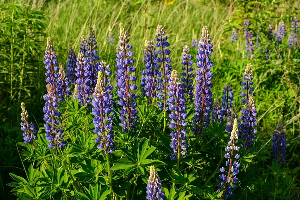 Красивий Пейзаж Фіолетовими Квітучими Люпин Влітку Синя Квітка Люпин Траві — стокове фото
