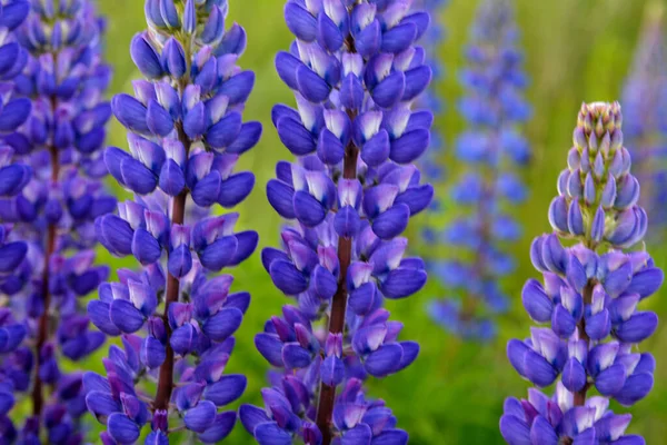 stock image Beautiful landscape with purple blooming lupins ( lupinus ) in summer.Lupinus blue flower in grass.