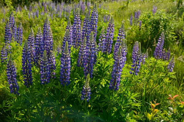 Beautiful Landscape Purple Blooming Lupins Lupinus Summer Lupinus Blue Flower Royalty Free Stock Photos