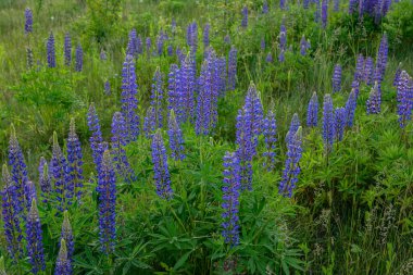 Yazın mor çiçek açan lupinlerle (lupinus) güzel bir manzara. Lupinus, çimenlerde mavi çiçek..