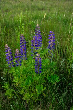 Yazın mor çiçek açan lupinlerle (lupinus) güzel bir manzara. Lupinus, çimenlerde mavi çiçek..