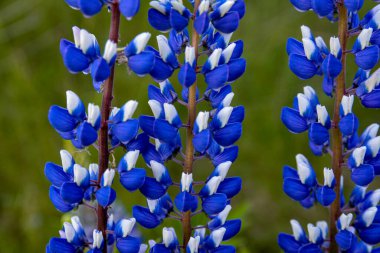 Yazın mor çiçek açan lupinlerle (lupinus) güzel bir manzara. Lupinus, çimenlerde mavi çiçek..