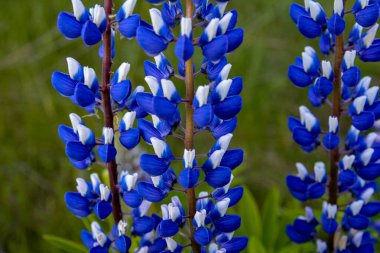 Yazın mor çiçek açan lupinlerle (lupinus) güzel bir manzara. Lupinus, çimenlerde mavi çiçek..