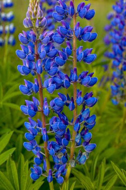 Yazın mor çiçek açan lupinlerle (lupinus) güzel bir manzara. Lupinus, çimenlerde mavi çiçek..