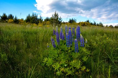 Yazın mor çiçek açan lupinlerle (lupinus) güzel bir manzara. Lupinus, çimenlerde mavi çiçek..