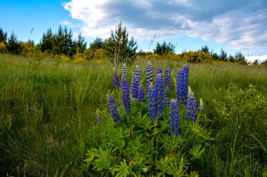 Yazın mor çiçek açan lupinlerle (lupinus) güzel bir manzara. Lupinus, çimenlerde mavi çiçek..