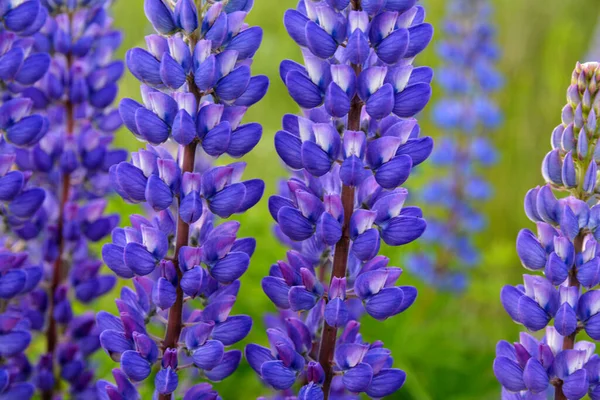 Hermoso Paisaje Con Altramuces Floración Púrpura Lupinus Verano Lupinus Flor —  Fotos de Stock