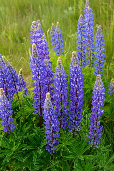 Gyönyörű Táj Lila Virágzó Csillagfürtökkel Lupinus Nyáron Lupinus Kék Virág — Stock Fotó