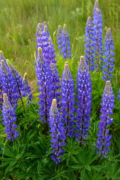 Beautiful Landscape Purple Blooming Lupins Lupinus Summer Lupinus Blue Flower — Stock Photo, Image