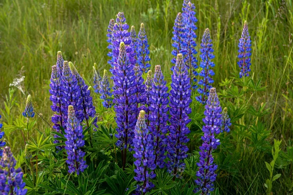 Όμορφο Τοπίο Μωβ Λούπινα Ανθισμένα Lupinus Καλοκαίρι Lupinus Μπλε Λουλούδι — Φωτογραφία Αρχείου