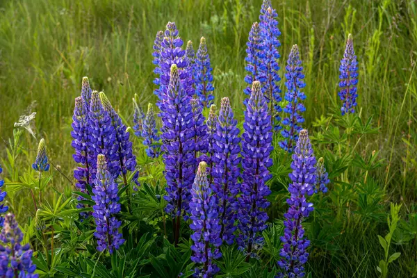 Yazın Mor Çiçek Açan Lupinlerle Lupinus Güzel Bir Manzara Lupinus — Stok fotoğraf