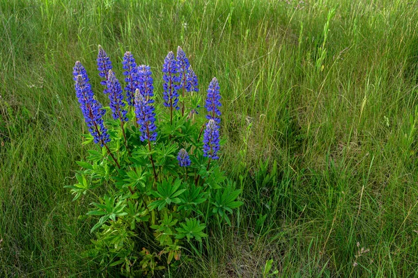 夏に紫色の花を咲かせるルピナス ルピナス と美しい風景 草の中のルピナス青花 — ストック写真