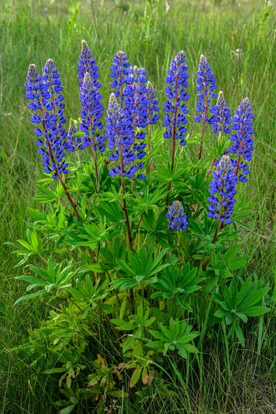 Prachtig Landschap Met Paarse Bloeiende Lupine Lupinus Zomer Lupinus Blauwe — Stockfoto