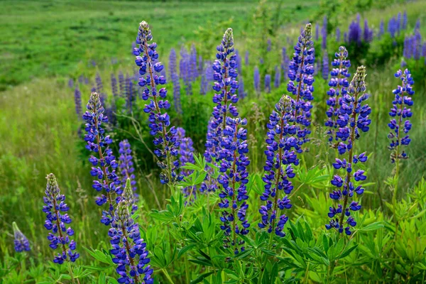 Gyönyörű Táj Lila Virágzó Csillagfürtökkel Lupinus Nyáron Lupinus Kék Virág — Stock Fotó