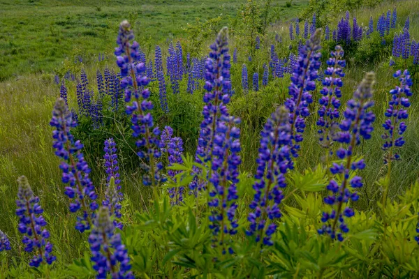Красивий Пейзаж Фіолетовими Квітучими Люпин Влітку Синя Квітка Люпин Траві — стокове фото